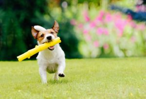 running paths for pet-friendly landscaping in Springfield IL