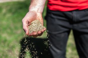 sowing grass seeds lawn care in carlinville illinois