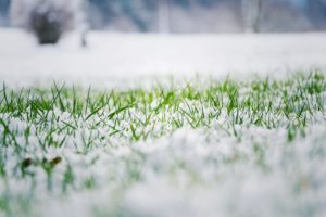 winter grass lawn care carlinville illinois