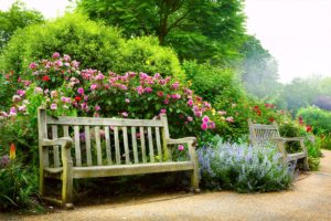 Wooden bench surrounded by beautiful pink roses Springfield Illinois