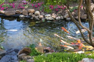 Colorful Koi fish in a rock-edged stream, lined with trees and flowers Springfield Illinois