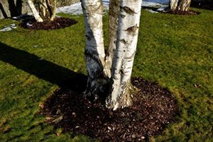 White birch tree with a new layer of fertilizer placed by a professional landscaping expert in the winter in Springfield, IL.