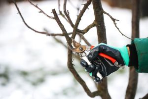 Person with a green coat and red tree pruning device pruning dead tree branches in the winter in Springfield, IL to keep the tree healthy.