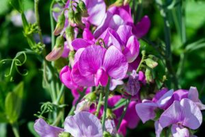 A light and dark purple sweet pea flower planted on a residential property that has just been landscaped in Springfield, IL.