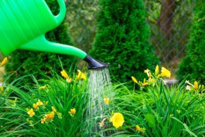 A green watering can be used to water daffodil flowers on a residential property in Springfield, IL.